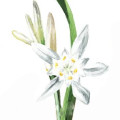 نرگس دریایی Sea Daffodil